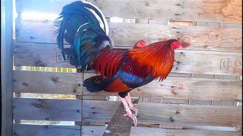 gamefowl pointing feed|Power Pointing: Insights from Narragansette.